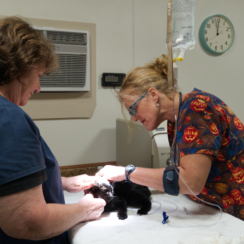 Guidelines for Intake Animals Athens Animal Rescue Shelter